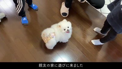 3人の足と犬