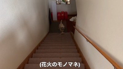 花火の音を真似すると…