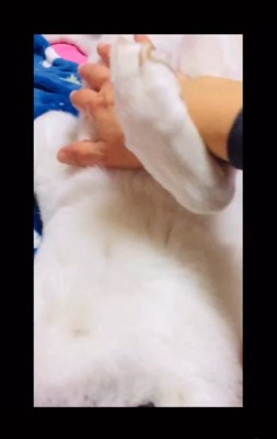 マナちゃんの6年間の軌跡5