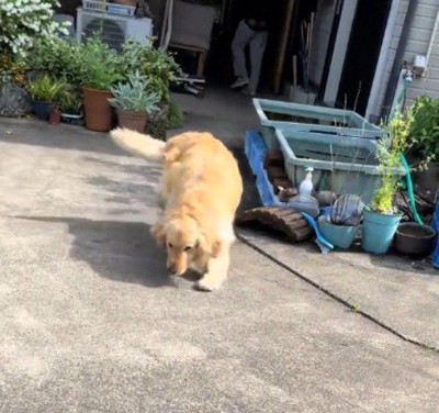 ゆっくりと投稿者の方へ歩いてくる犬