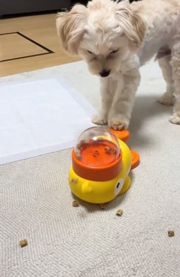 またレバーを押すココくん