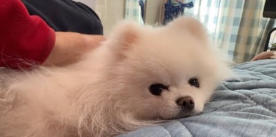 布団の上で飼い主に撫でられる犬