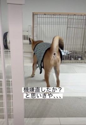 ケージへまっしぐら