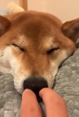 両方の鼻の穴を塞がれる柴犬