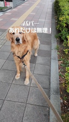 犬が立ち止まって張りつめるリード