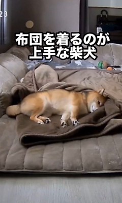 毛布に包まるころ君