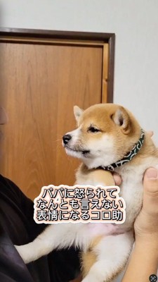 男性に持ち上げられる子犬