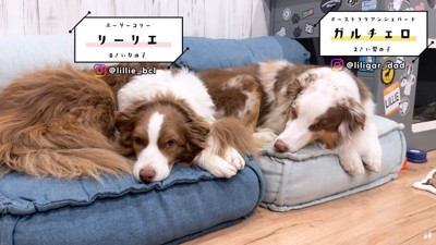 リーリエちゃん＆ガルチェロくん