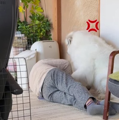 寝ているおじいちゃんの横に超大型犬