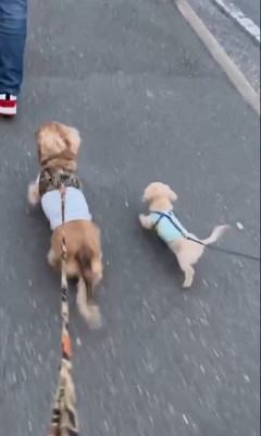 お散歩中のクゥちゃんとテンちゃん