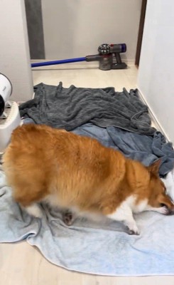 お風呂上がりのロイくん7