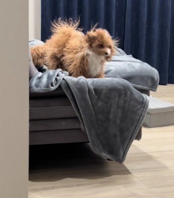 ケサランパサランが舞っているみたい