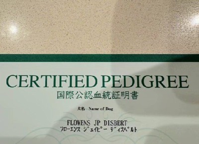 血統証明書が送られてきたら…