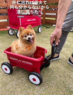 台車に乗るマハロちゃん