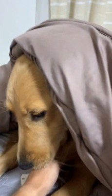 毛布をかぶってじっとしている犬