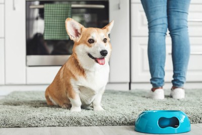フードボウルの前に座る犬