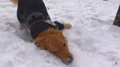 雪の上でゴロゴロするジョイくん