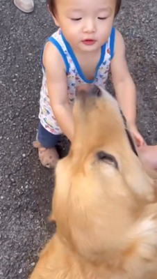 見つめ合う犬と男の子