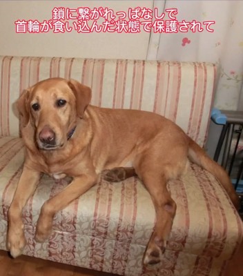 表情のない大型犬