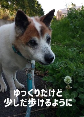病気を何度も乗り越えた