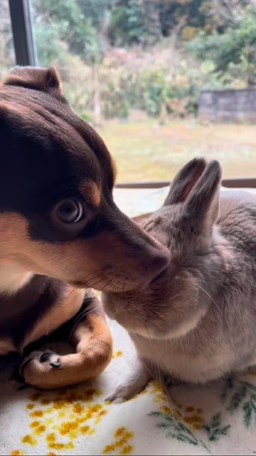 ウサギを嗅ぐ犬