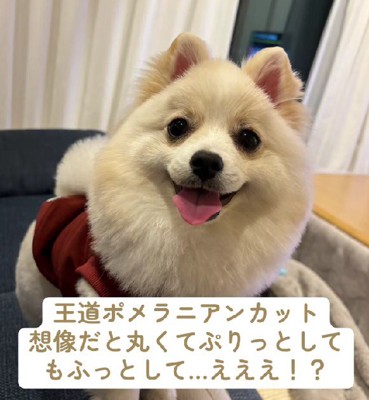 おにぎりかな??