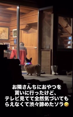 オヤツを貰いにきた