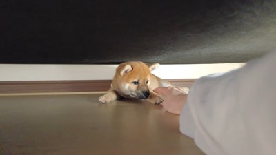 犬に手を伸ばす