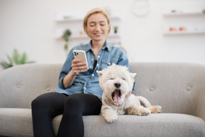 飼い主の隣であくびする犬
