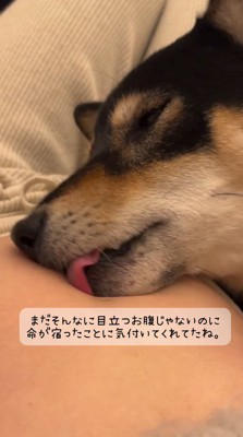 女性のお腹を舐める黒い犬