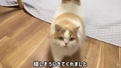 レモンさんがすぐに来てくれました!