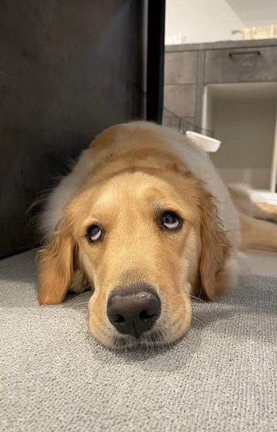 客の帰宅を寂しがる大型犬