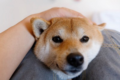 柴犬の顔のアップ