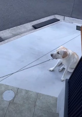 座っている犬