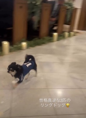 走る犬2