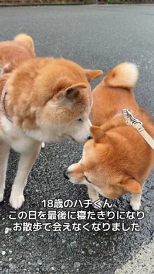 お散歩中に出会うと…