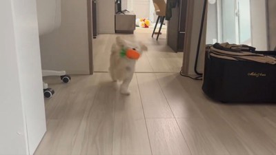 なんだか走り方が変！？