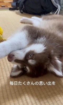 琥珀くんの成長記録9