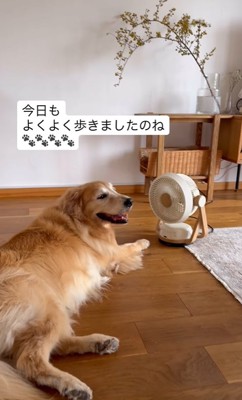 散歩の後くつろぐ大型犬