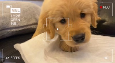 よちよち歩きのゴールデンレトリバーパピー