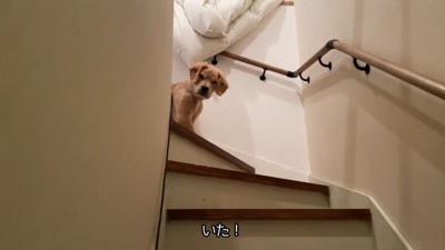 階段の下からお散歩に誘ったら…
