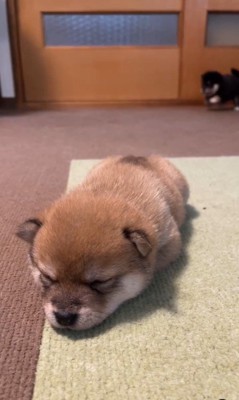 2匹の赤ちゃん犬6