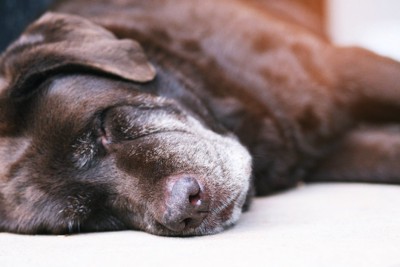 目を閉じる老犬