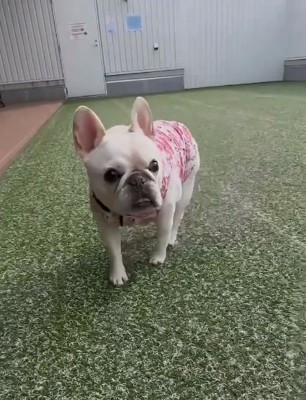 パパを見るアビーちゃん