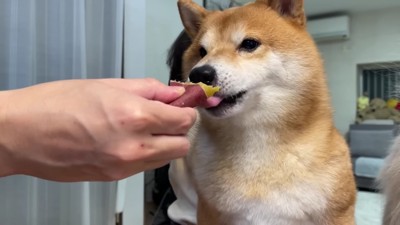 うにくんも食べられたよ♡