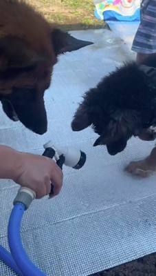 シャワーの水を目で追う子犬