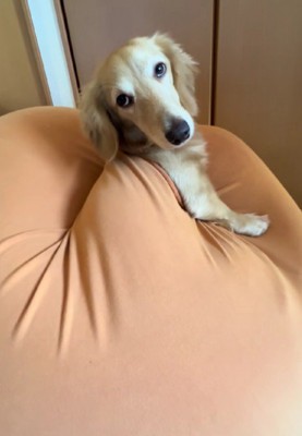 いたずら好き