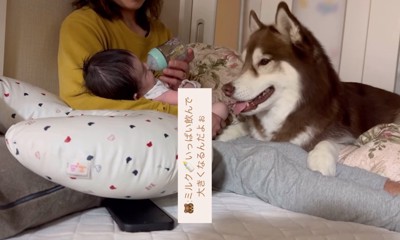 ミルクを飲む赤ちゃんを見守る