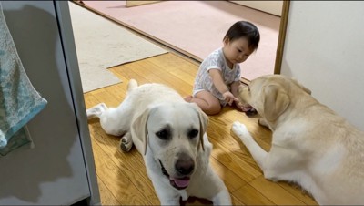 赤ちゃんに指を差し出されるクリーム色の犬