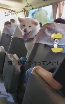 ばあばと梨狩りへ